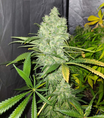 California Kush Fast > 00 Seeds Bank | Feminisierte Hanfsamen  |  Indica