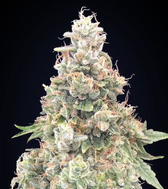 California Kush Fast > 00 Seeds Bank | Graines Féminisées  |  Indica