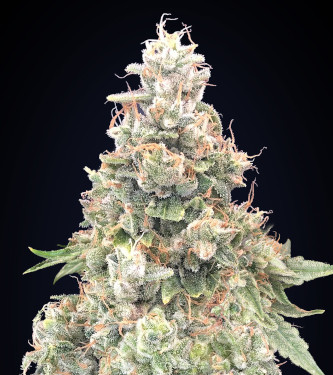 California Kush Fast > 00 Seeds Bank | Semillas feminizadas  |  Índica