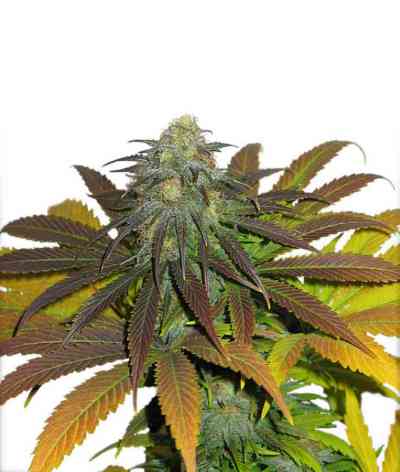 Californian Orange > Dutch Passion | Feminized Marijuana   |  hybrid