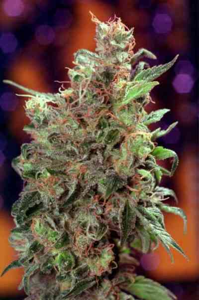 Californian Orange > Dutch Passion | Feminisierte Hanfsamen  |  Hybrid