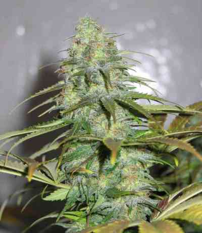 Californian Orange > Dutch Passion | Feminized Marijuana   |  hybrid