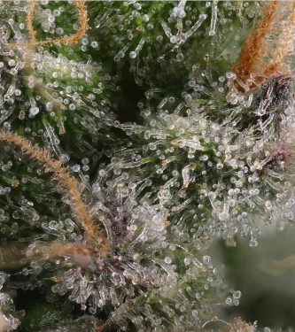 Candy Gas > Grounded Genetics | Feminized Marijuana   |  hybrid