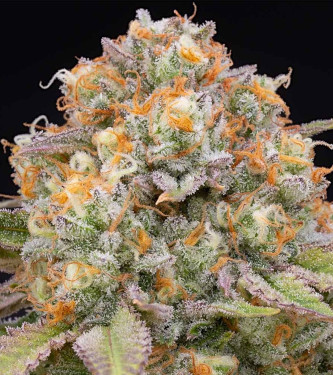 Candy Gas > Grounded Genetics | Feminized Marijuana   |  hybrid