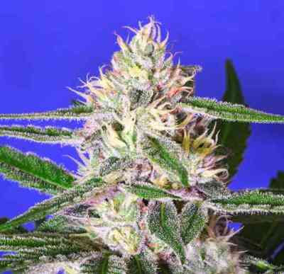 Edam Bomb > Bomb Seeds | Feminized Cannabis   |  Indica
