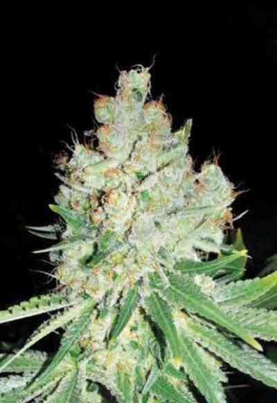 Cheese > Bulk Seed Bank | Feminized Marijuana   |  Indica