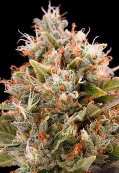 Chemdawg > Humboldt Seed Organization | Feminized Marijuana   |  Sativa