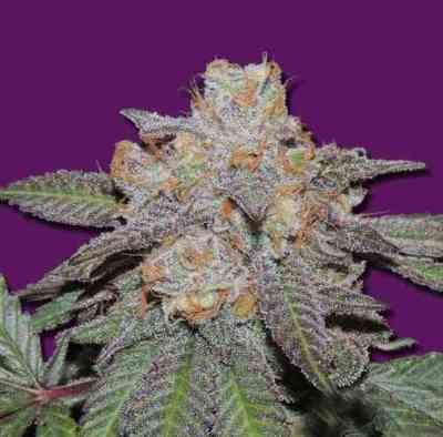 Cherry Bomb Auto > Bomb Seeds | Autoflowering Cannabis   |  Hybrid