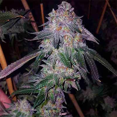 Cherry Cookies Mints > Tramuntana Seeds | Graines Féminisées  |  Indica