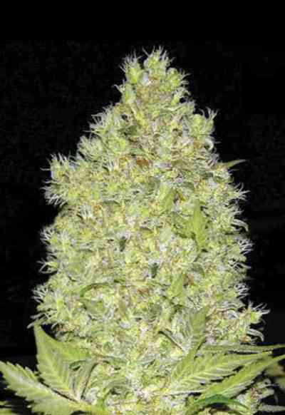 Chronical > Bulk Seed Bank | Feminized Marijuana   |  hybrid