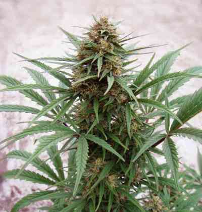 Excellent feminized Panama Red pros and cons