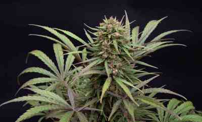 CBD Compassion > Dutch Passion | Feminized Marijuana   |  Sativa