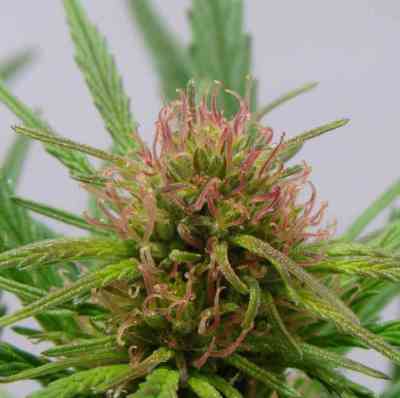 CBD Compassion > Dutch Passion | Feminized Marijuana   |  Sativa