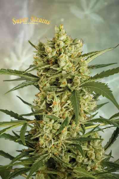 Crackers semilla > Super Strains | Semillas feminizadas  |  Sativa