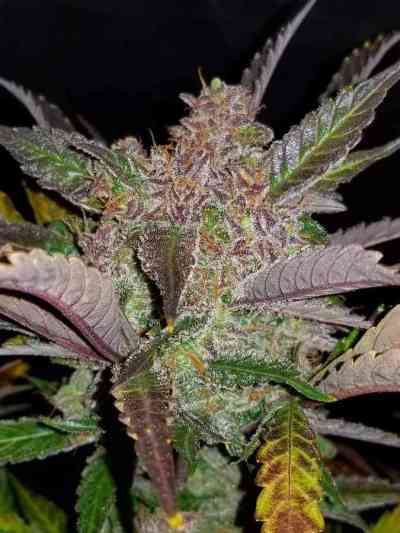 Cream Cookies > Fast Buds Company