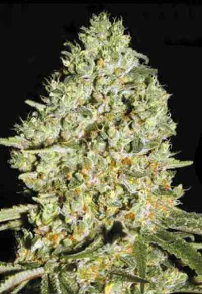 Critical > Bulk Seed Bank | Feminized Marijuana   |  Indica