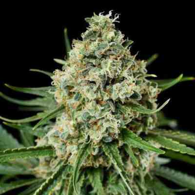 Critical+ > Dinafem Seeds | Feminisierte Hanfsamen  |  Hybrid