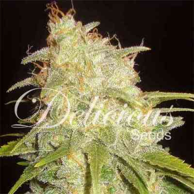 Critical Yumbolt > Delicious Seeds | Feminized Marijuana   |  Indica