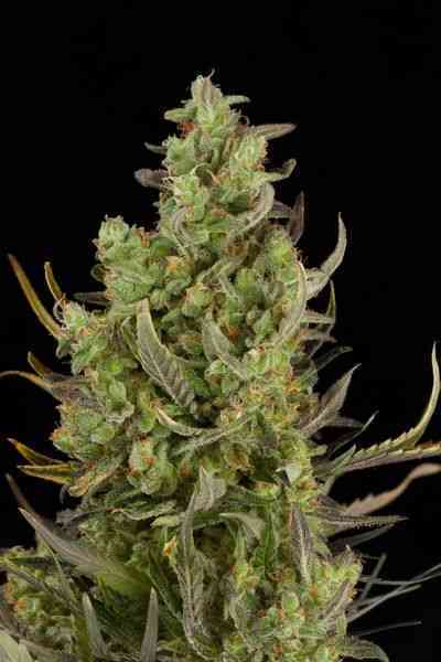 Critical+ Automatic > Dinafem Seeds | Graines Autofloraison  |  Indica