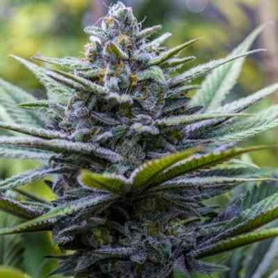 Crystal Blue Samen > Brothers Grimm Seeds | Reguläre Hanfsamen  |  Sativa