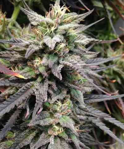 Dieseltonic > Resin Seeds