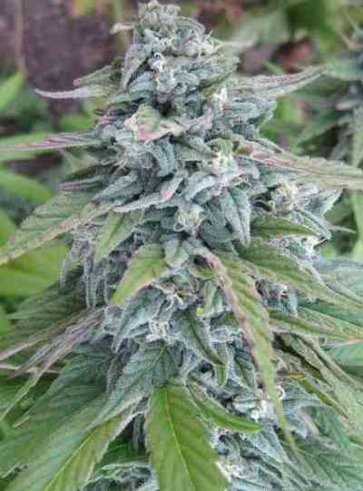 LA Cannalope > DNA Genetics | Feminisierte Hanfsamen  |  Hybrid