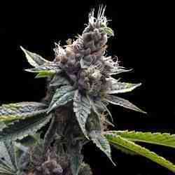 Double Alien 18 Seed > Grow Your Own | Feminized Marijuana   |  hybrid