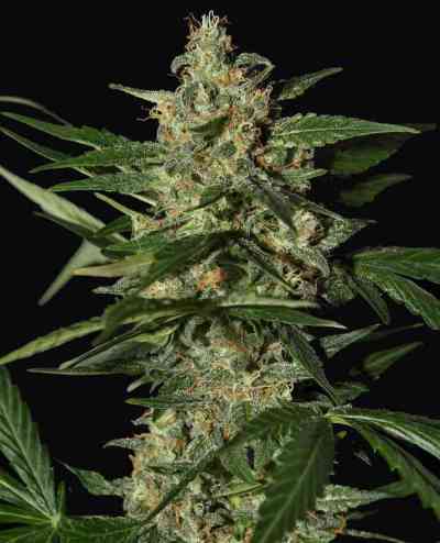 Damnesia Autoflowering > Strain Hunters Seed Bank