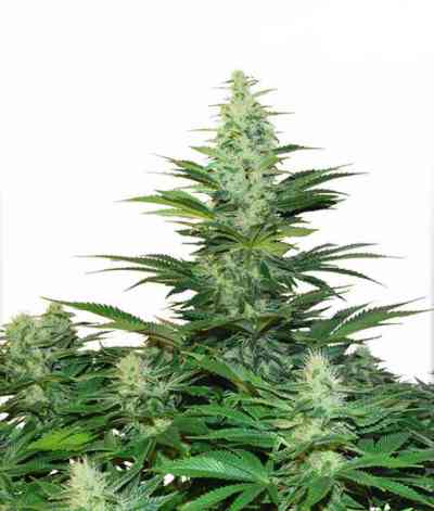 Dark Delight > Dutch Passion | Feminisierte Hanfsamen  |  Indica