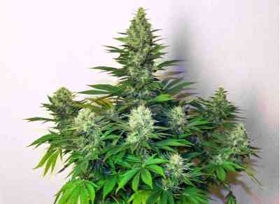 Dark Delight > Dutch Passion | Feminisierte Hanfsamen  |  Indica