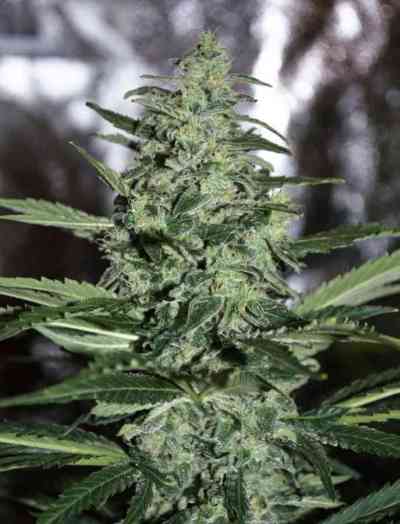 Dark Delight > Dutch Passion | Feminisierte Hanfsamen  |  Indica