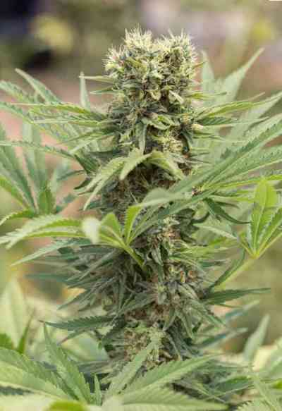 Dedoverde Haze > Humboldt Seed Organization | Feminisierte Hanfsamen  |  Sativa