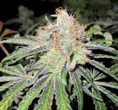 Deep Neville > Medical Seeds Co. | Regular Marijuana   |  Hybrid