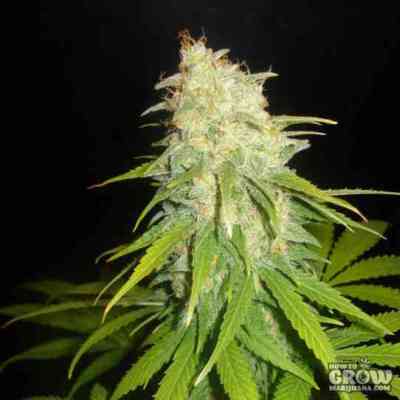 Critical Yumbolt > Delicious Seeds | Feminized Marijuana   |  Indica