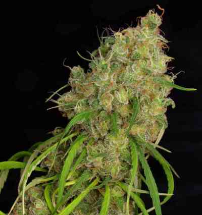 Desfrán > Dutch Passion | Feminized Marijuana   |  Sativa