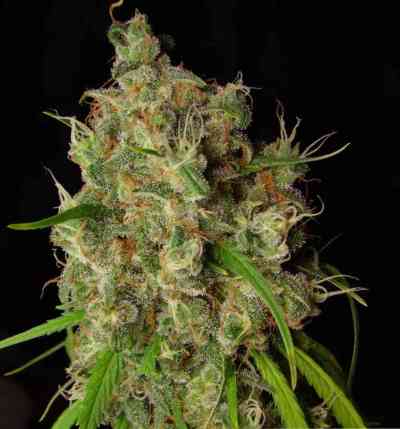 Desfrán > Dutch Passion | Feminized Marijuana   |  Sativa