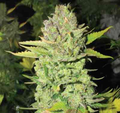 Devil Fruit > Medical Seeds Co. | Feminisierte Hanfsamen  |  Indica