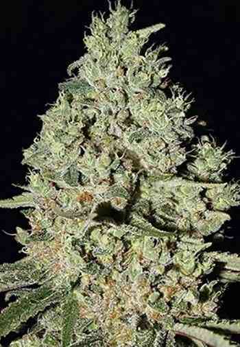 DFA Autoflowering Seed > Super Strains | Autoflowering Cannabis   |  Hybrid