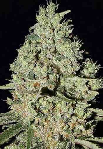 DFA Autoflowering Samen > Super Strains | Autoflowering Hanfsamen  |  Hybrid