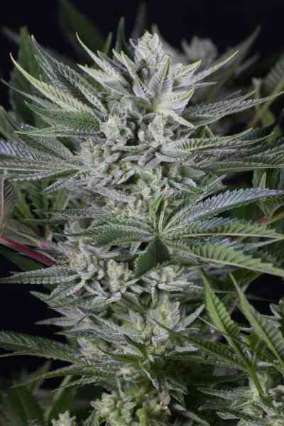 Quick Gorilla > Dinafem | Feminized Marijuana   |  Indica