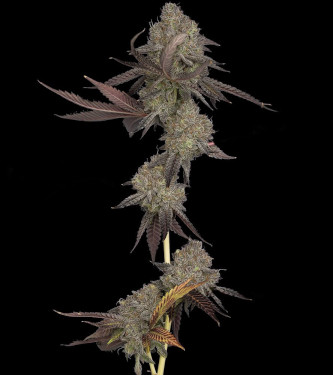 DNA Cake > DNA Genetics | Feminized Marijuana   |  Indica