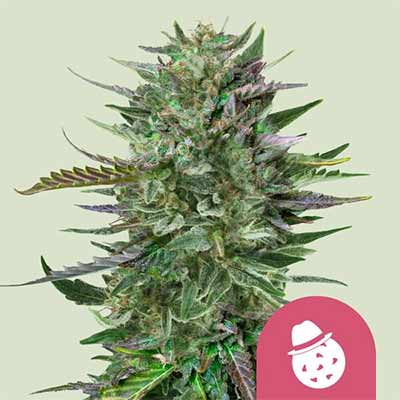 Do-Si-Dos > Royal Queen Seeds | Feminisierte Hanfsamen  |  Hybrid