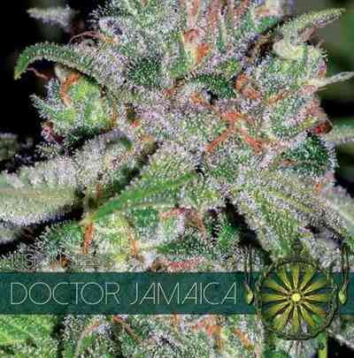 Doctor Jamaica > Vision Seeds | Semillas feminizadas  |  Híbrido