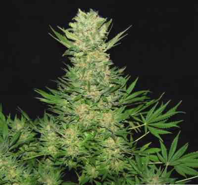 Double Dutch Seed > Serious Seeds | Feminized Marijuana   |  Sativa