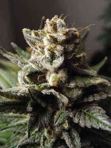 Durga Mata > Paradise Seeds