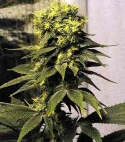 Early Queen Seed > Mr. Nice | Regular Marijuana   |  Hybrid