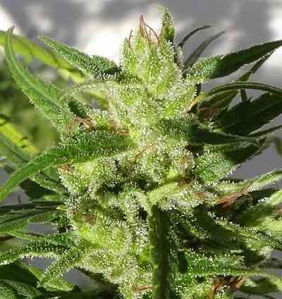Ethiopian Seed > ACE Seeds | Regular Marijuana   |  Sativa