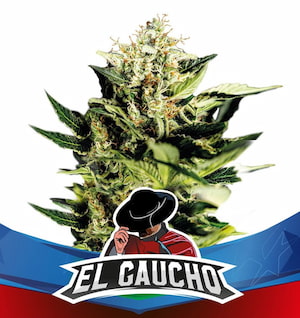 El Gaucho graines > BSF Seeds | Graines Féminisées  |  Indica