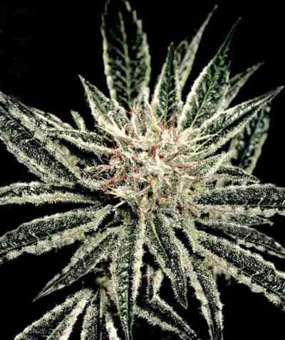 El Nino > Green House Seed Company | Feminisierte Hanfsamen  |  Indica