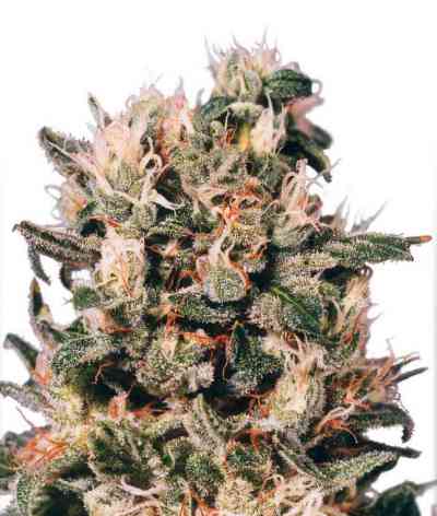 Euforia > Dutch Passion | Feminized Marijuana   |  hybrid